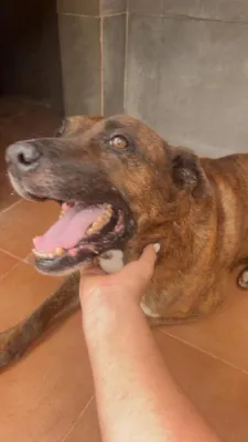 Otra foto de Rufus