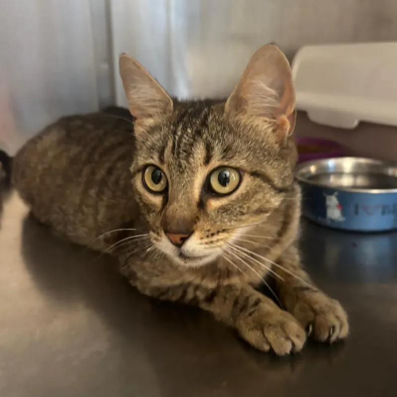 Cornelia, gato en adopción en Calvià, Illes Balears