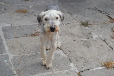 Otra foto de Rasta