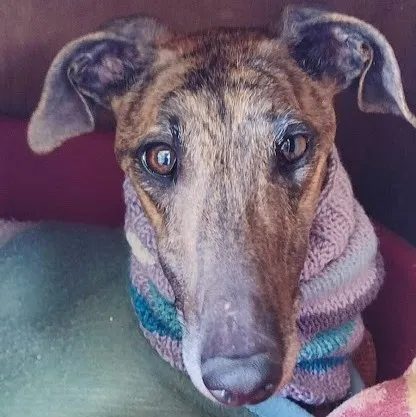 Thiago, perro en adopción en Cuenca