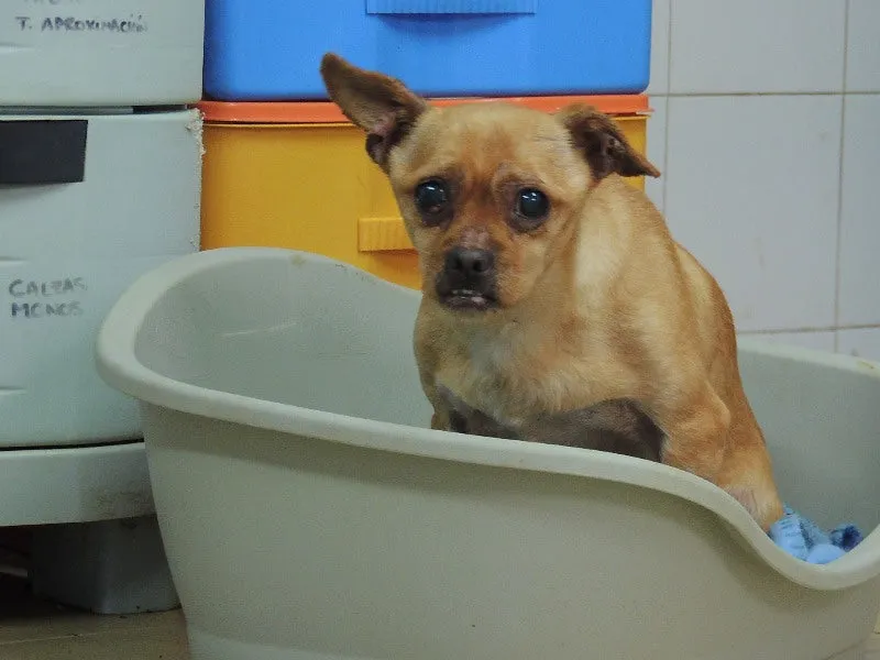 Vicentín, perro en adopción en Lugo