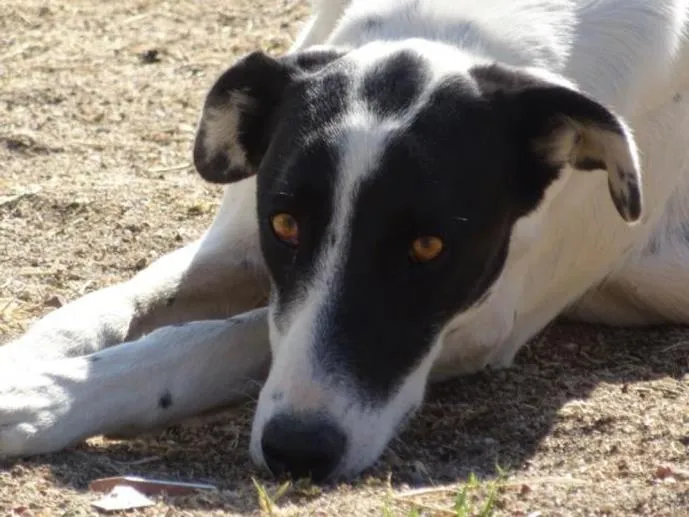 Anni, perro en adopción en Medina del Campo, Valladolid