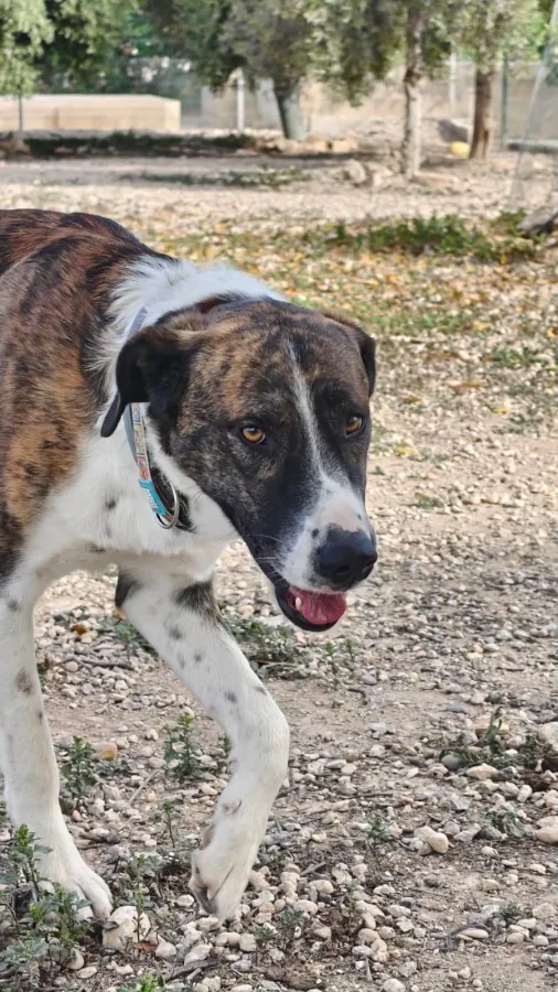 Aire, perro en adopción en Murcia