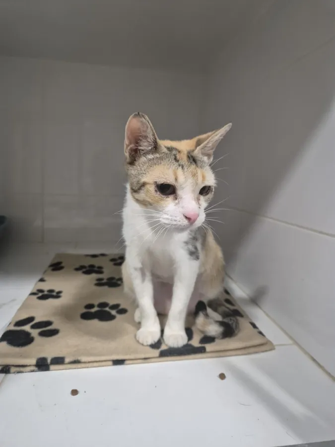 Pastora, gato en adopción en Martos, Jaén