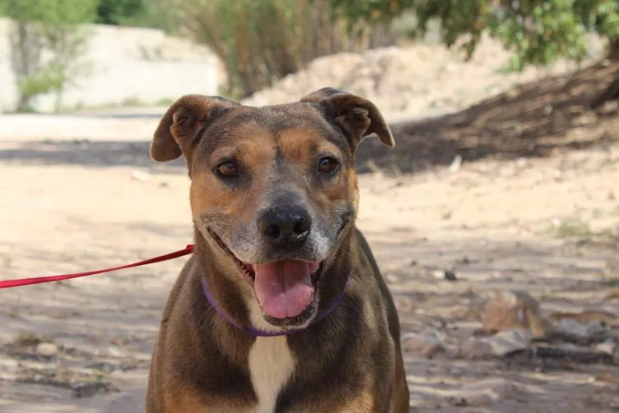 Lazy, perro en adopción en Villena, Alicante