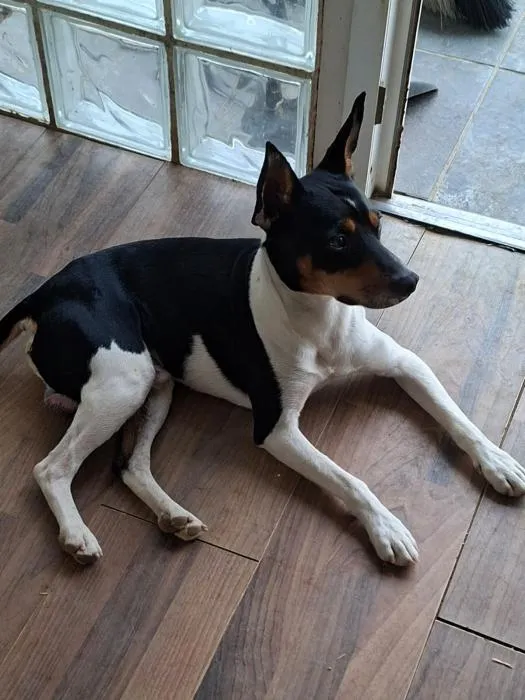 Lolito, perro en adopción en Huelva