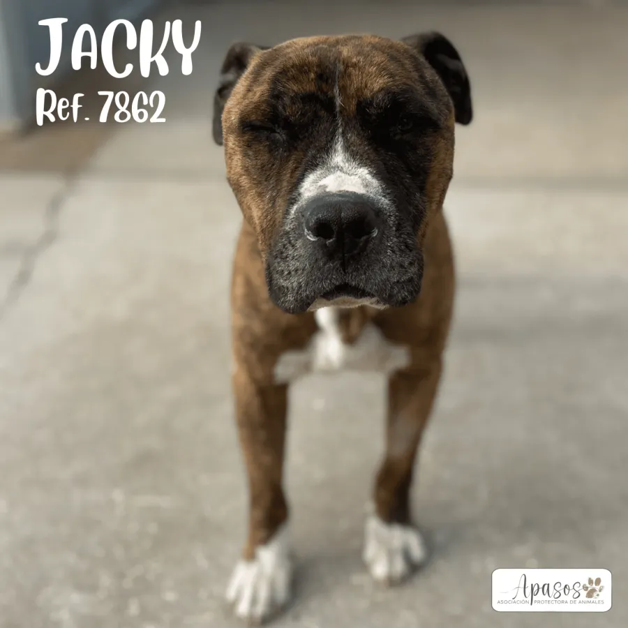 Jacky, perro en adopción en Vitoria-Gasteiz, Álava