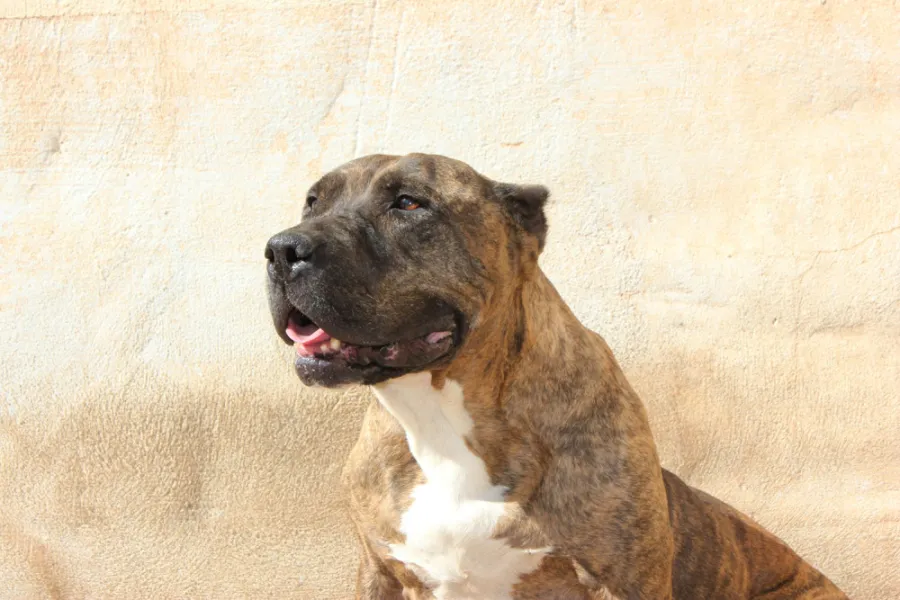 Rina, perro en adopción en La Mojonera, Almería