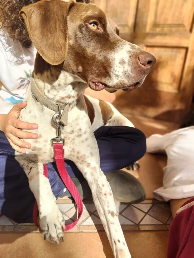 Lolo, perro en adopción en Las Palmas