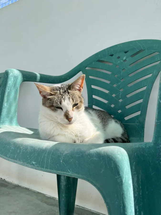 Nina, gato en adopción en Dos Hermanas, Sevilla
