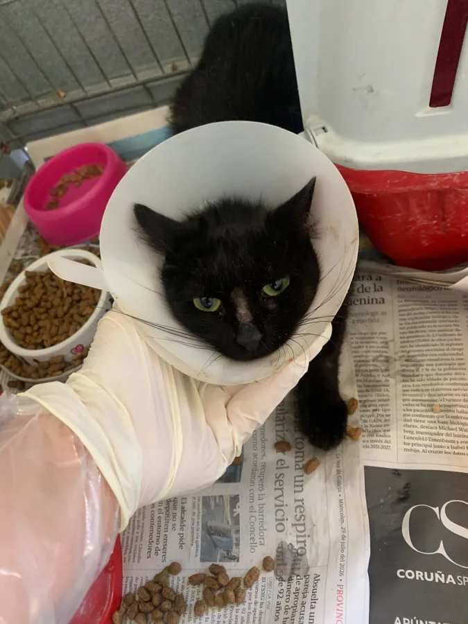 Nela, gato en adopción en Lugo