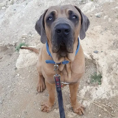 Otra foto de Goliath