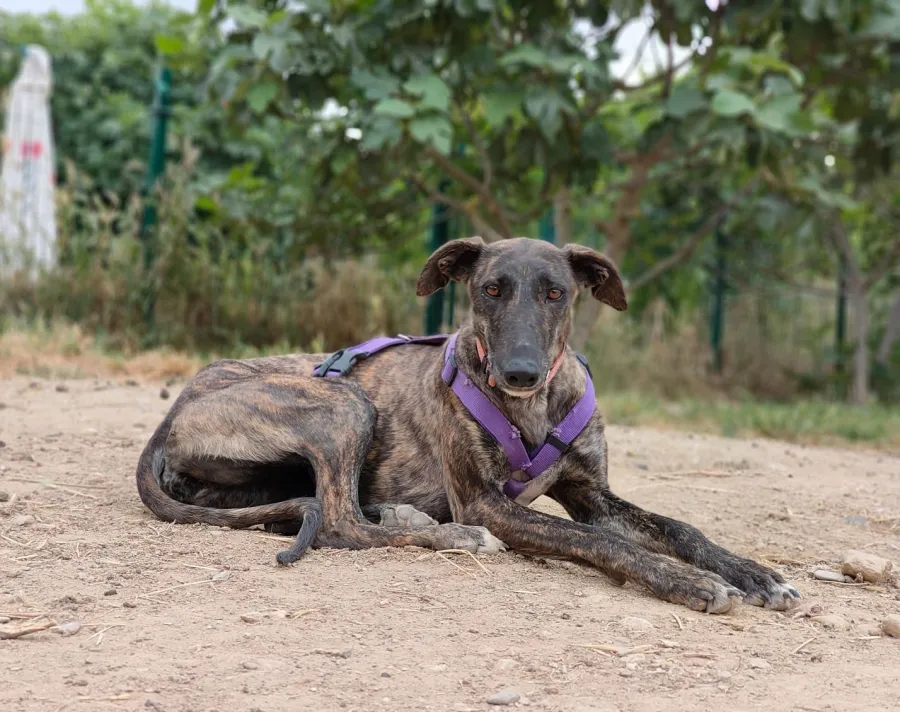 Alma, perro en adopción en Etxauri, Navarra