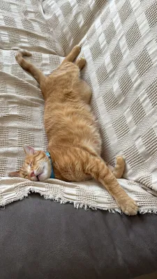 Otra foto de Garfield