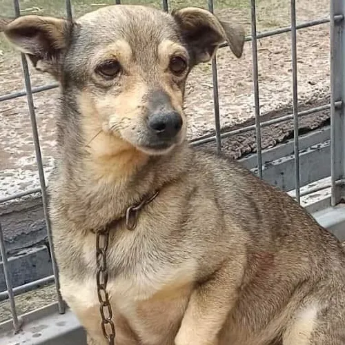 Kai, perro en adopción en Córdoba