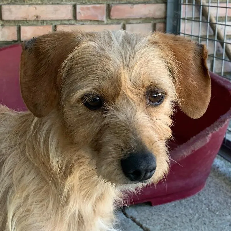 India, perro en adopción en Córdoba