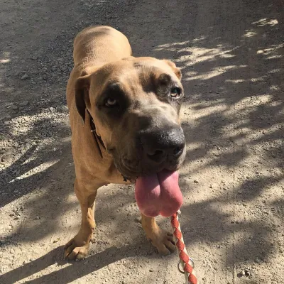 Otra foto de Goliath