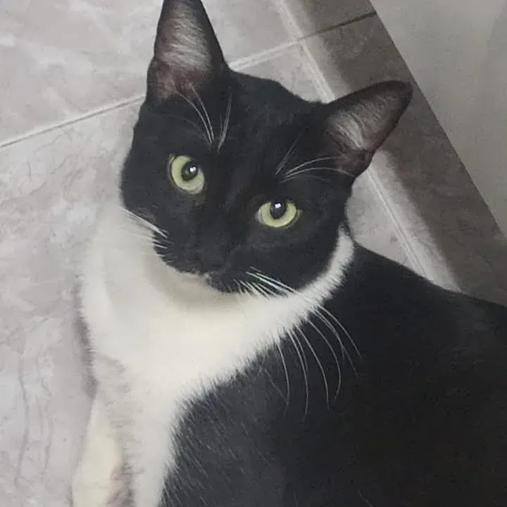 Lucky, gato en adopción en Marratxí, Illes Balears