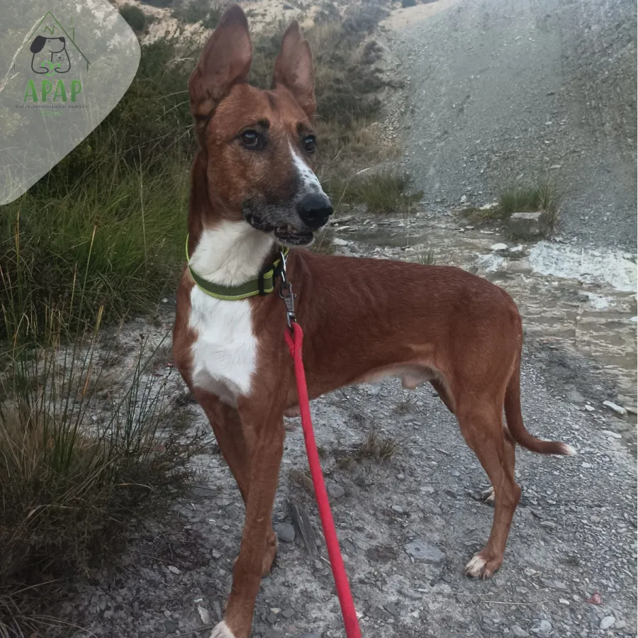 Gitano, perro en adopción en Jaca, Huesca