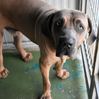 Otra foto de Goliath