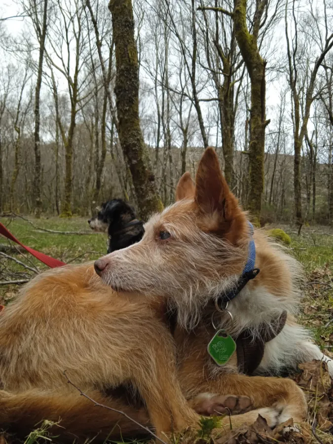 Halo, perro en adopción en Ponteareas, Pontevedra