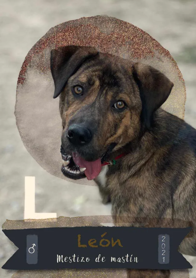 León, perro en adopción en Tarazona, Zaragoza