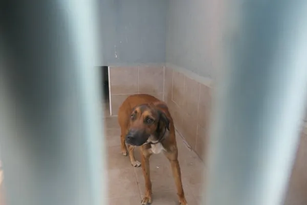 Ref. 202601476, perro en adopción en Palma, Illes Balears
