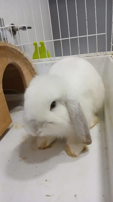 Ajillo, conejo en adopción en Rivas-Vaciamadrid, Madrid