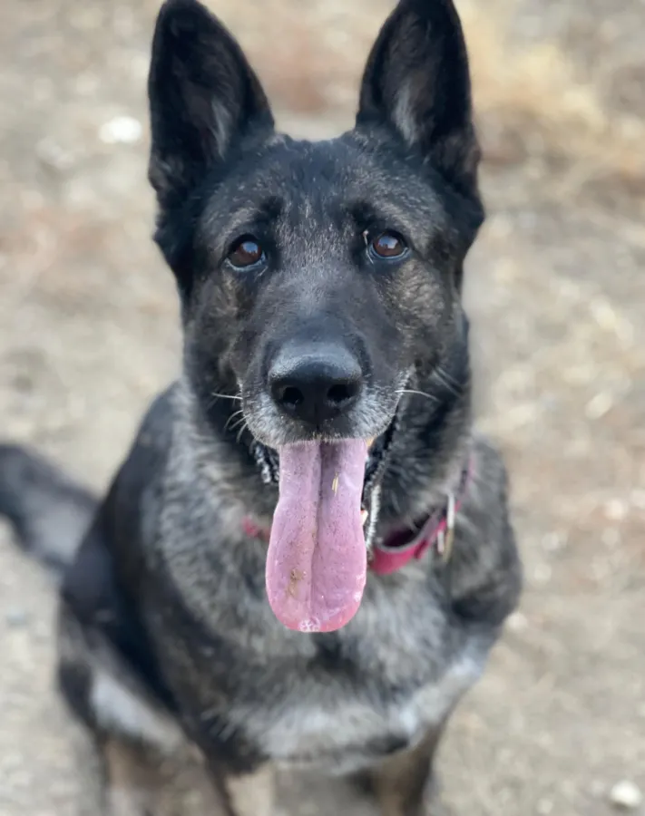 Morgan, perro en adopción en Marbella, Málaga