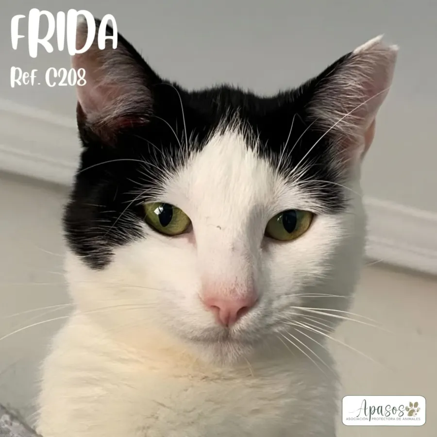 Frida, gato en adopción en Vitoria-Gasteiz, Álava