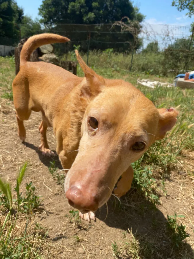 Roxo, perro en adopción
