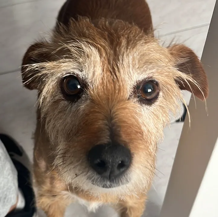 Saphira, perro en adopción en Córdoba