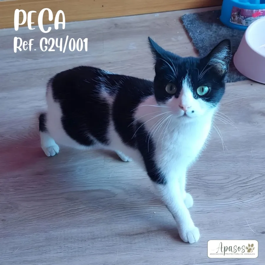 Peca, gato en adopción en Vitoria-Gasteiz, Álava