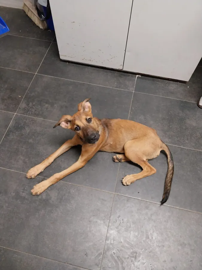 VIKA, perra en adopción en Guadalajara