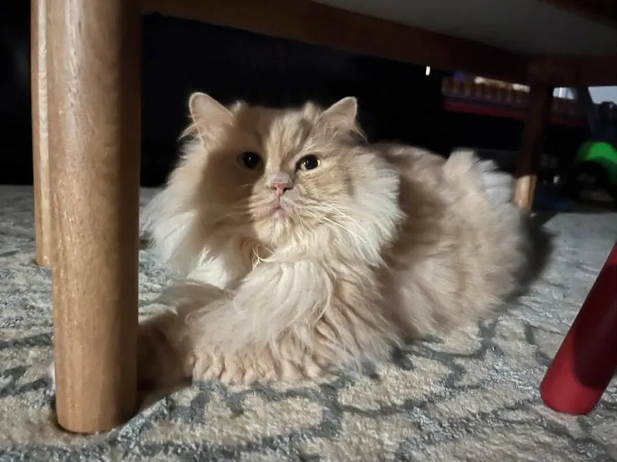 Brownie, gato en adopción en Logroño, La Rioja