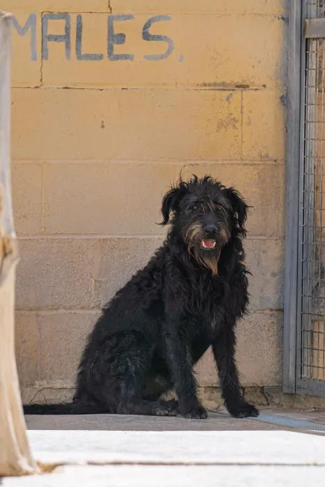 Pascual, perro en adopción en Ibi, Alicante