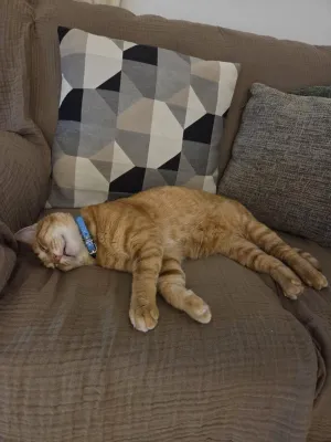 Otra foto de Garfield