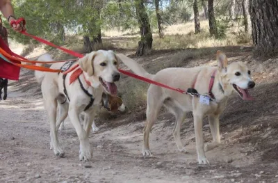 Otra foto de Cooper