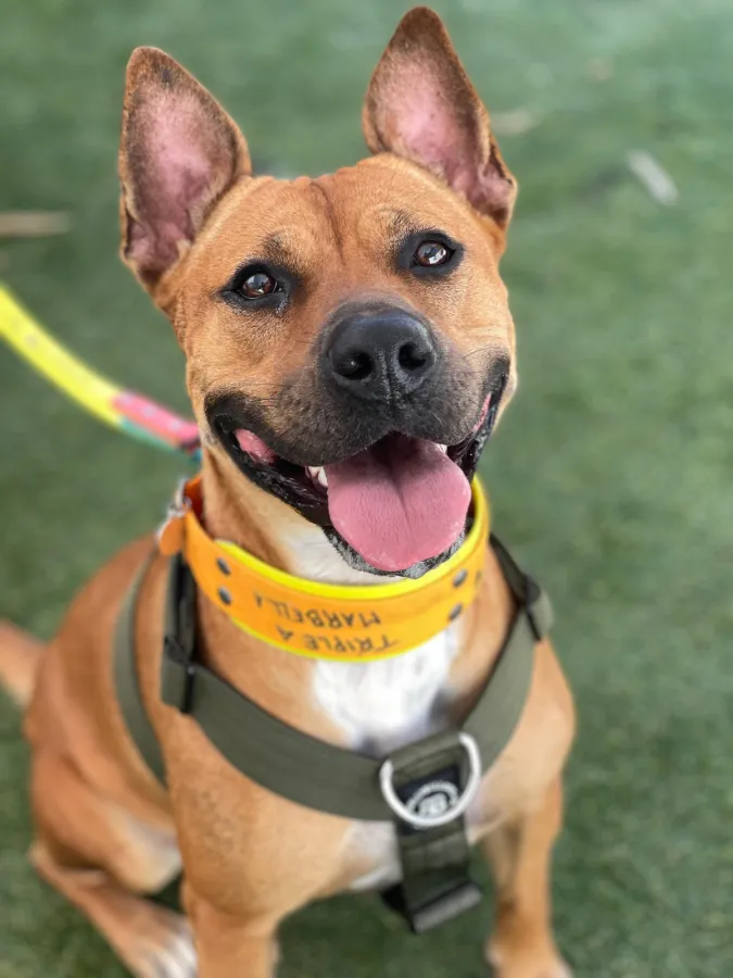 Nala, perro en adopción en Marbella, Málaga