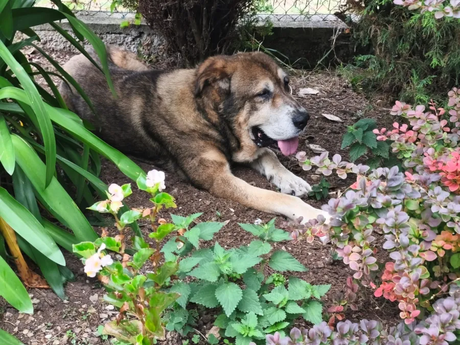 Mamut, perro en adopción en Asturias