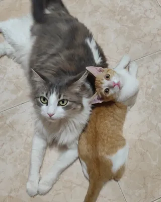 Otra foto de Ámbar