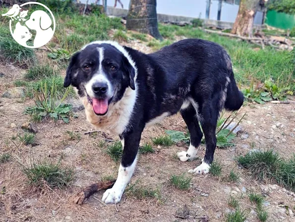 Lur, perro en adopción en Usurbil, Guipúzcoa