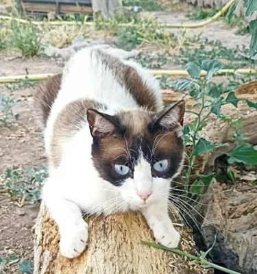 Otra foto de Mini