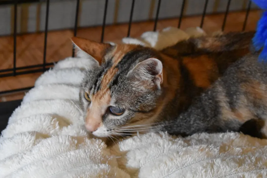 Xena, gato en adopción