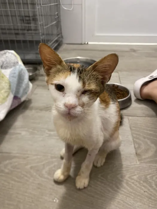 Merluza, gato en adopción en San Antonio de Benagéber, Valencia
