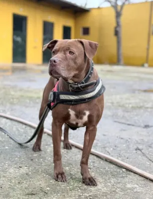 Otra foto de Sugar