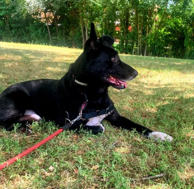 Negu, perro en adopción en Aranguren, Navarra