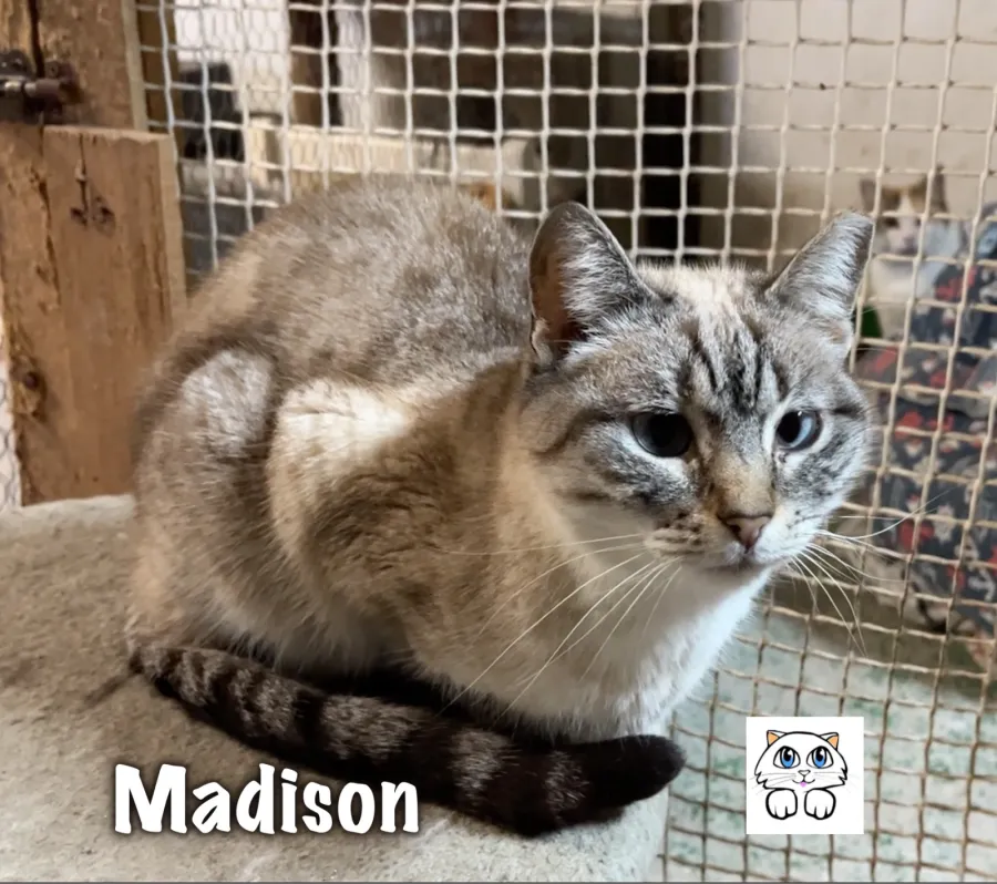 Madison, gato en adopción en Cantabria