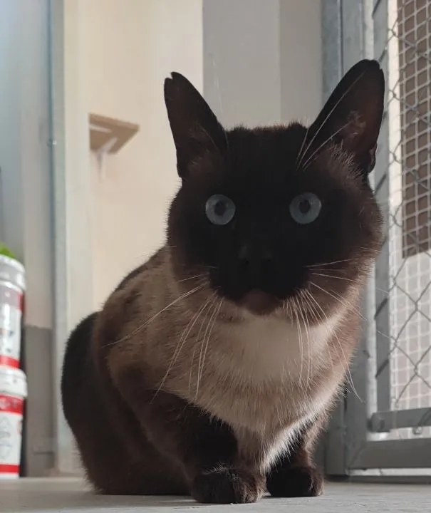 Pichi, gato en adopción en Teruel