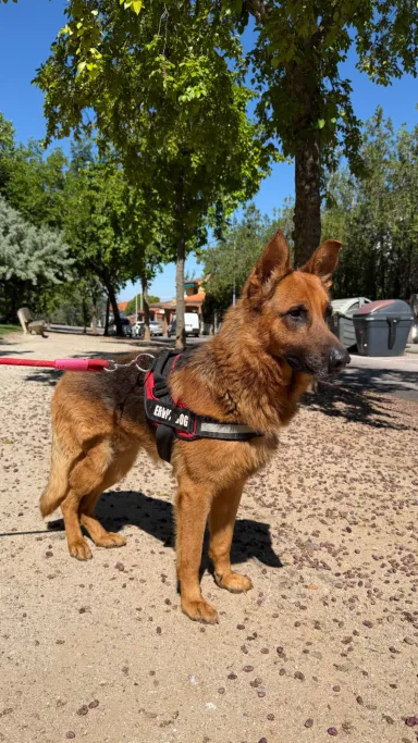 Qatar, perro en adopción en Plasencia, Cáceres